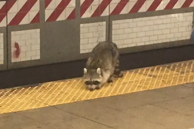 This is a photo of a raccoon on a New York City subway platform.